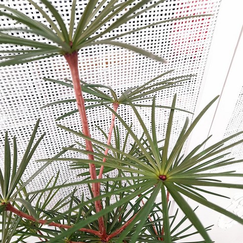 삭막한 일상에 싱그러움을 더하는 나만의 작은 숲, 금송