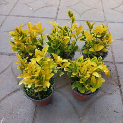 삭막한 베란다, 황금빛 생기로 채우는 마법: 황금사철나무 5개 묶음 솔직 후기 황금사철나무