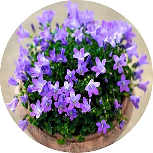 지친 일상에 싱그러움을 더하다, 캄파눌라 꽃화분 솔직 리뷰 캄파눌라