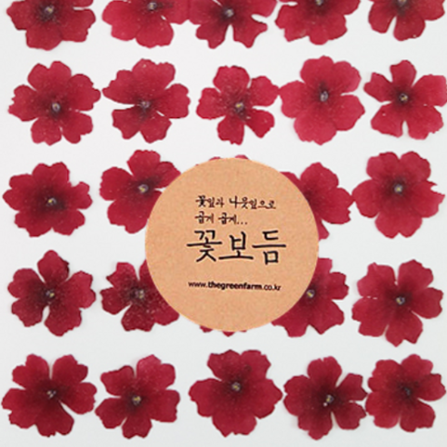 그린팜네이처 꽃보듬 압화-버베나
