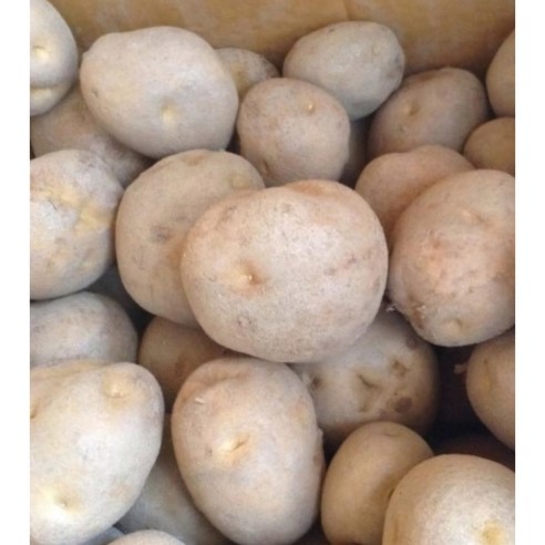 강원도 수미감자 씨감자로 풍성한 텃밭을 가꾸세요!