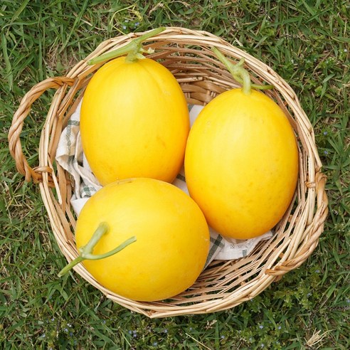 양구 메론 고령 프리미엄 메론, 1개, 3kg(3-5입)