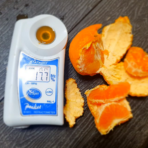 햇살 품은 달콤함, 카라향 귤과의 황홀한 만남