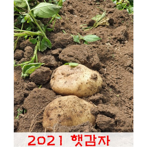 [일호농산] 초특가 2021 금방 수확한 햇감자 왕특 10kg / 20kg !!노마진 최저가!!