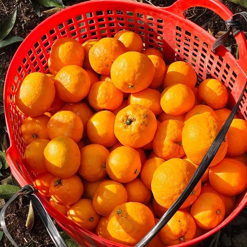 제주 따옴 고당도 귤 하우스 감귤 노지 밀감, 2kg, 1개 (로얄과)