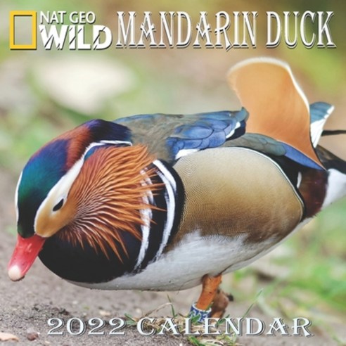 (영문도서) Mandarin Duck Calendar 2022: MANDARIN DUCK calendar 2022 "8.5x8.5" Inch 16 Months JAN 2022 TO... Paperback, Independently Published, English, 9798745302039