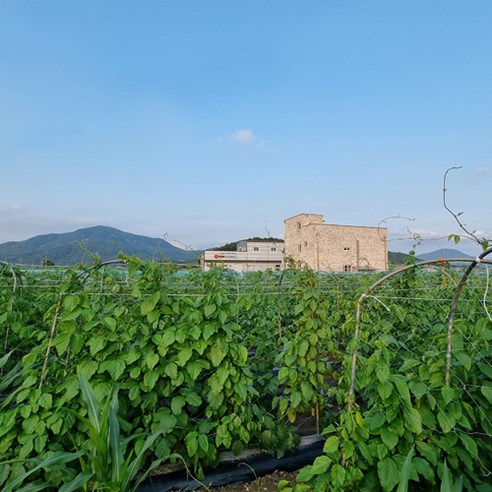 24년의 기다림, 깊어진 풍미, 건강과 행복을 담은 작두콩차