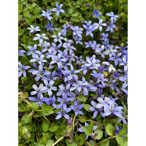 프라티아 컨트리파크 노지월동다년초 (묘종3개묶음) 잔디억제식물 지피식물 여름개화 규격10cm화분묘 [꽃심야생화], 3개