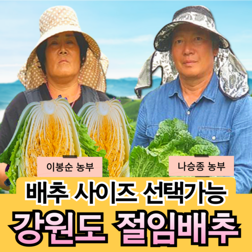 [강원도 고랭지 절임배추 산지직송] 국산 소금 100% 프리미엄 황금 김장 절인배추 고냉지 5 10 20 kg 산지직송 예약, 5kg, 큰 절임배추 (희망..., 1개