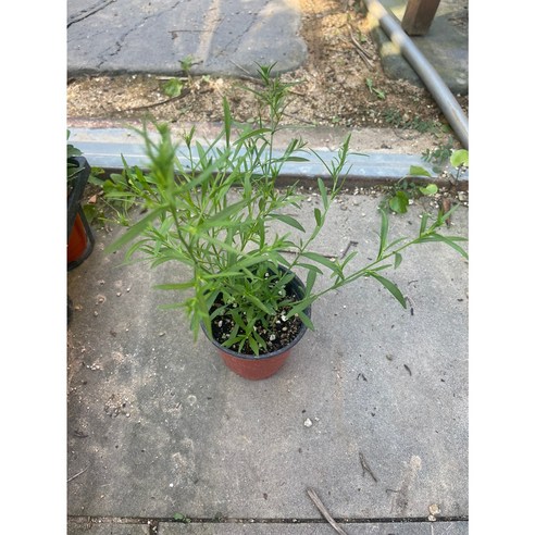 아름다운 핑크색상과 촘촘한 가지로 실내에 아름다움을 더해주는 왕관쑥부쟁이 생화