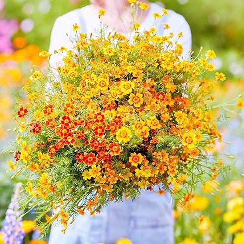 모야모의 식용메리골드 씨앗: 정원과 요리에 활력을 더하세요