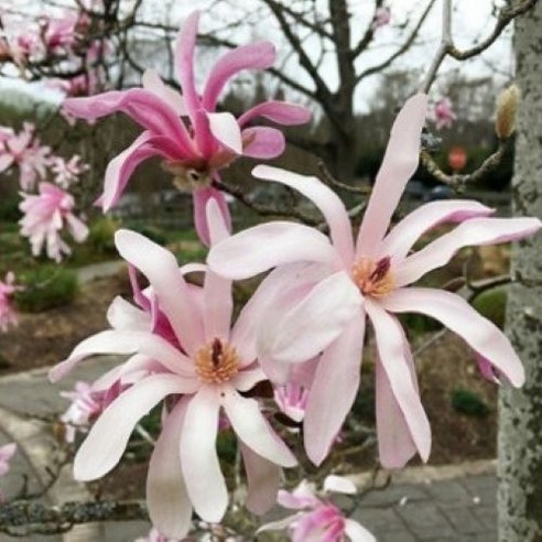 삭막한 일상에 활력을! 나만의 작은 정원을 선물하세요.