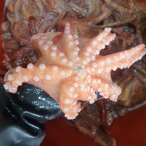 방금 조업한 자연산 살아있는 싱싱한 활 문어 1kg a live octopus, 랜덤 활문어 1.5kg (1~4 미), 1개
