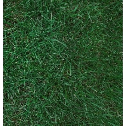 (좋은씨앗)양잔디 캔터키 블루그래스 (1kg)