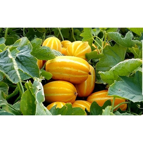 [피프팜]성주 꿀 참외 산지직송 고당도 가정용 못난이 정품, 1박스, 가정용 / 1kg / 혼합과 (2~6과)