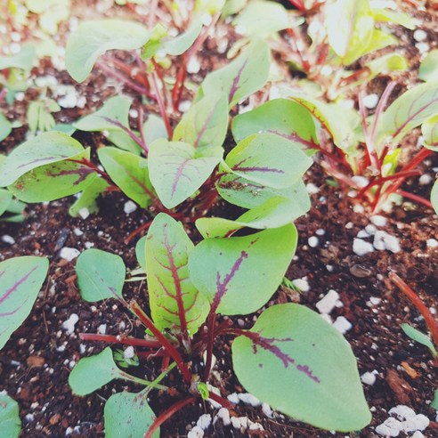 레드소렐(Red sorrel) 30g, 1개