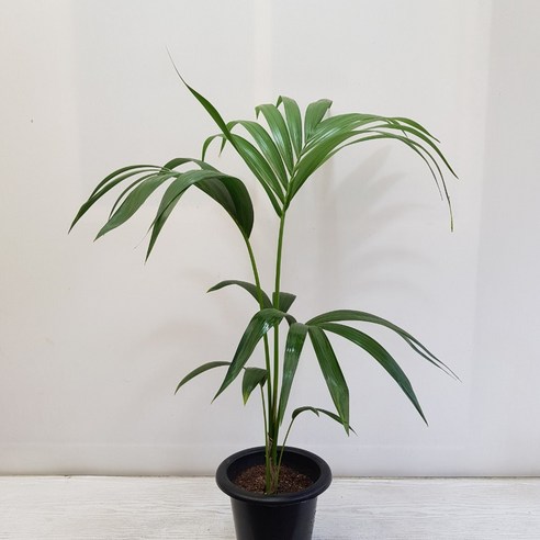 초록빛 생기를 더하는 겐차야자, 쾌적한 일상을 선물하세요.