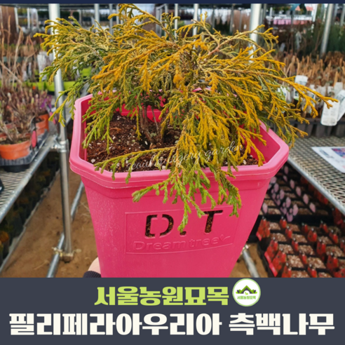 서울농원묘묙/필리페라 아우리아 유사 측백나무 P9포트묘 D.T화분묘 미측백 속침엽수 서울농원묘묙/필리페라 아우리아 유사 측백나무 P9포트묘 D.T화분묘 미측백 속침엽수