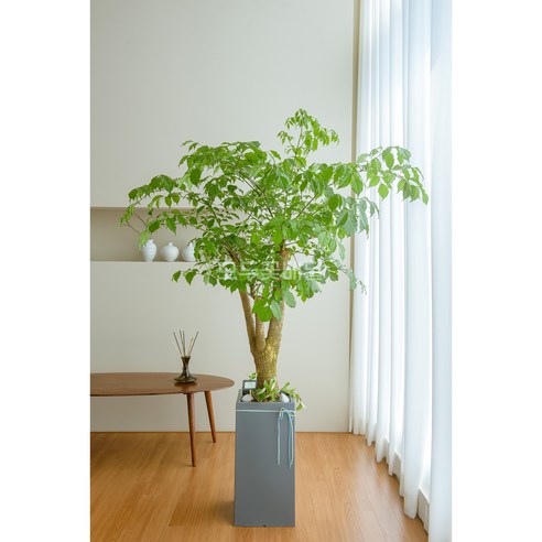 모두꽃배달 개업 화분 배달 가게오픈 축하 사무실 병원 카페