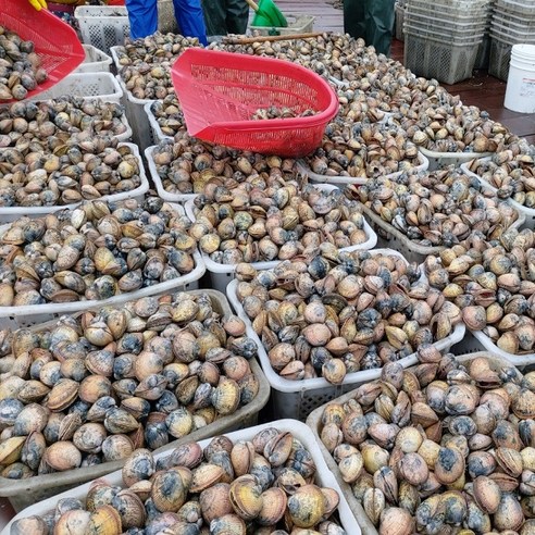 자연산 여수 새조개: 신선하고 맛있고 다목적