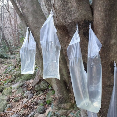 울릉도 우산고로쇠, 가정용, 기능성음료, 국내산, 냉장/냉동보관