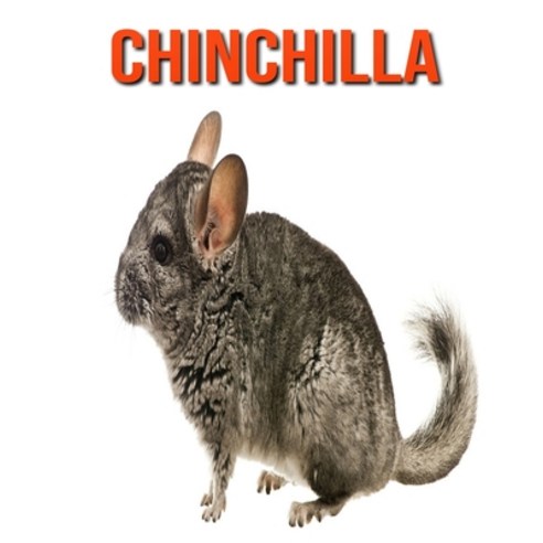 Chinchilla: Amazing Facts about Chinchilla Paperback, Independently Published, English, 9798695321401