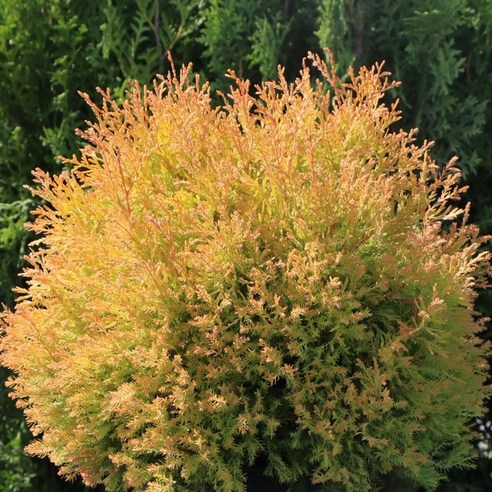 같이가치농원 특가 세일! 레인골드 측백나무 화분묘 30-40cm 크기, 1개 같이가치농원 특가 세일! 레인골드 측백나무 화분묘 30-40cm 크기, 1개