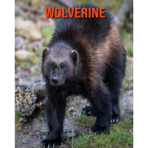 Wolverine: Learn About Wolverine and Enjoy Colorful Pictures Paperback, Independently Published, English, 9798557775700