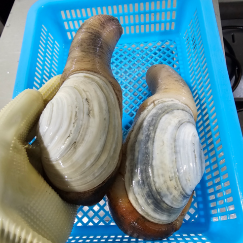 거제의 숨결, 자연산 코끼리 조개의 황홀경에 빠지다