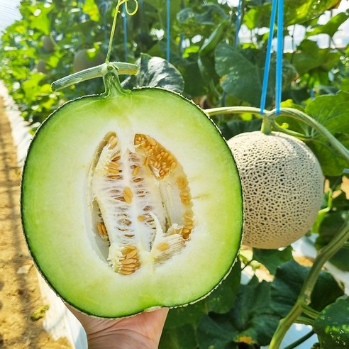 직거래농민장터 최상품 고당도 머스크 메론 멜론, 1개, 메론 8kg 내외 3수