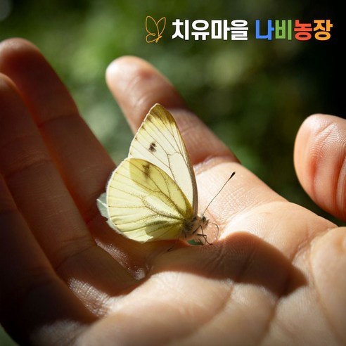 나비 키우기 키트 배추흰나비 나비한살이 나비알 초등 학교 기르기 육성