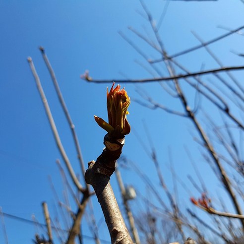 지리산 가죽나물: 봄의 신선함과 건강의 선물