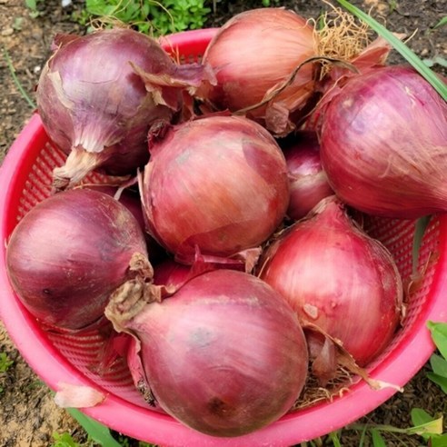 자색양파 3kg 5Kg 10Kg 소/ 중대혼합, 1개, 자색양파5kg소