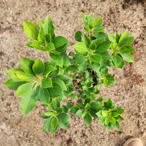 작은 변화로 만드는 행복, 단풍철쭉 베니사라사