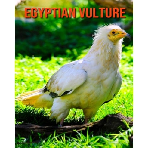 (영문도서) Egyptian Vulture: Amazing Facts & Pictures Paperback, Independently Published, English, 9798515519117