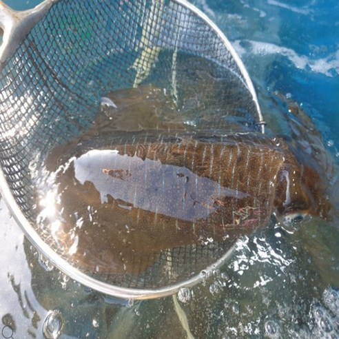 해탕 산지직송~동해안 자연산 무늬오징어~1년에 딱 2번만 드실수 있어요~ 1kg 5 8 …