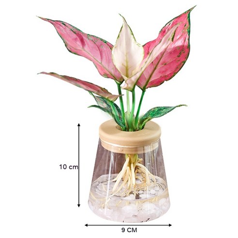MEIISEO가정용 북유럽 스타일 투명 유리꽃병 수경 유리화병 꽃병 도자기 화병, Cone