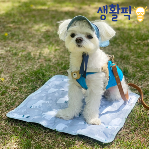 생활픽 쿨매트: 반려동물을 위한 최고의 냉각 솔루션