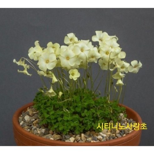 시트니노사랑초40, 1개