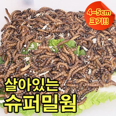 성충 안되는 살아있는 슈퍼밀웜 4~5cm 500마리 1000마리 안전포장, 1개