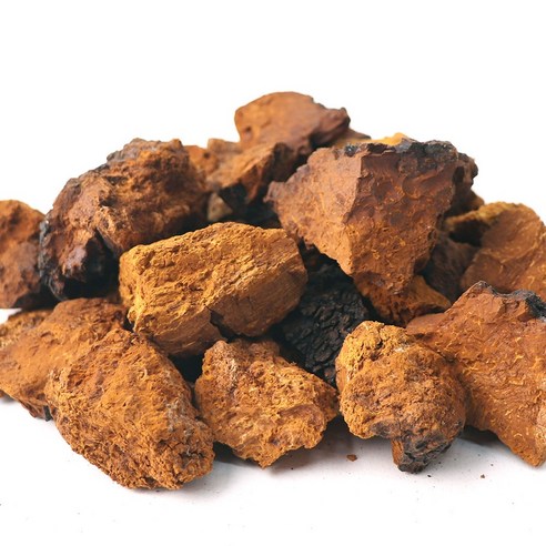 시베리아 차가버섯, 자연이 선사하는 건강한 에너지