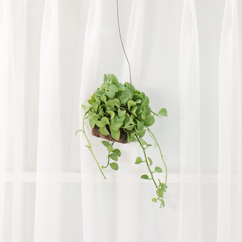 손쉬운 관리로 삭막한 공간에 초록빛 생기를 더하세요