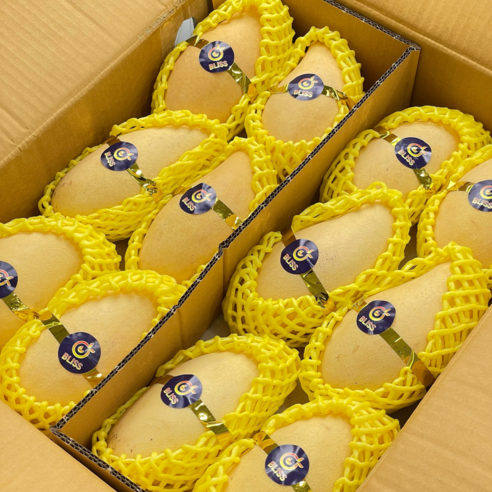 "입 안에서 사르르 녹는 황홀경! 태국 남독마이 망고, 실패 없는 선택일까?🥭" 태국망고