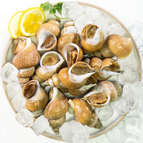 구룡포 백고동 백 골뱅이 생물 소 중 대 1kg 당일조업 산지직송, 백고동 1kg 소 (40-50개), 1개