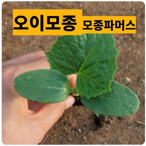 (모종파머스) 오이모종 5(개) 백다다기, 5개
