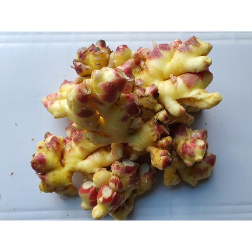 정성과 품질이 담긴 영주 햇생강