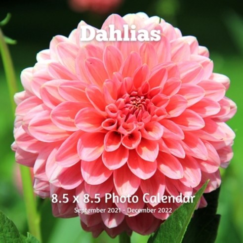 Dahlias 8.5 X 8.5 Calendar September 2021 -December 2022: Monthly Calendar with U.S./UK/ Canadian/Ch... Paperback, Independently Published, English, 9798715391285