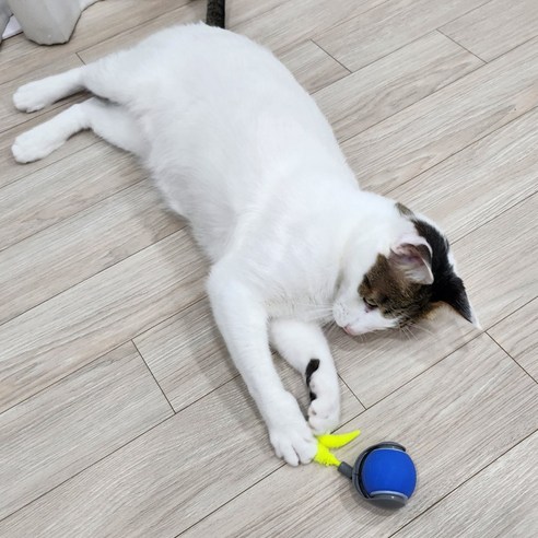 마아 고양이 자동 장난감 스마트 볼 장난감 스네이크형 SCB-02, 1개, 레드