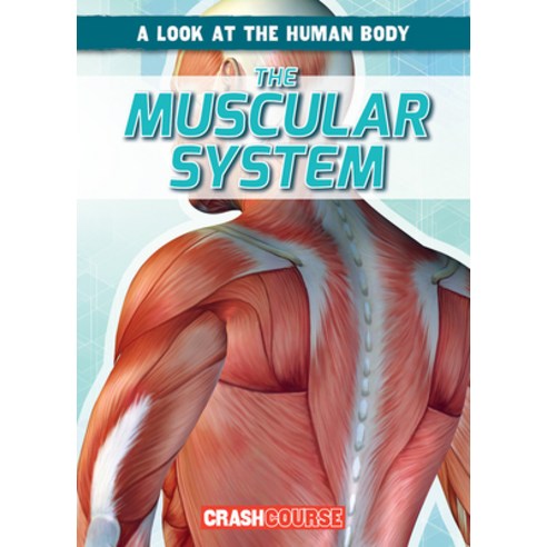 (영문도서) The Muscular System Paperback, Gareth Stevens Publishing, English, 9781538266175