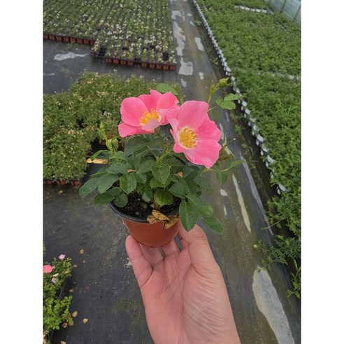 삭막한 일상에 로맨틱한 변화를, 웨딩 찔레장미와 함께!